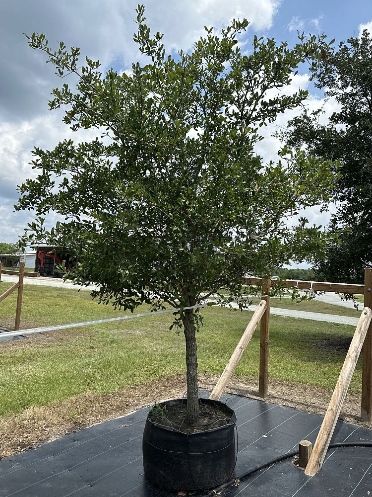 quercus-virginiana-live-oak-southern-oak-tree