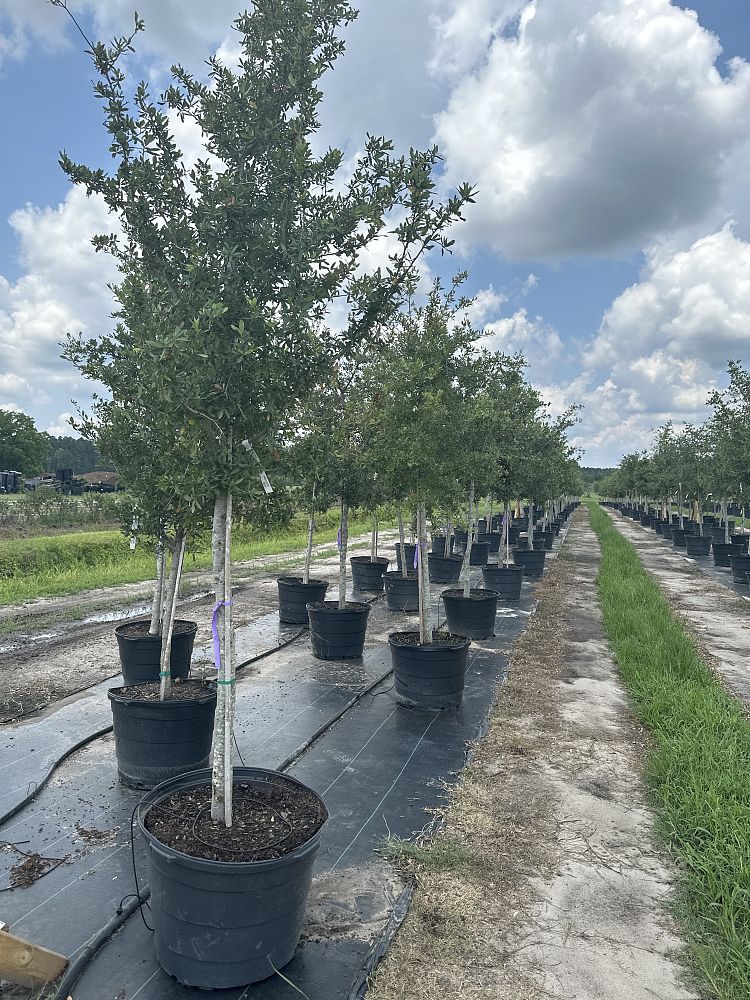 quercus-virginiana-live-oak-southern-oak-tree