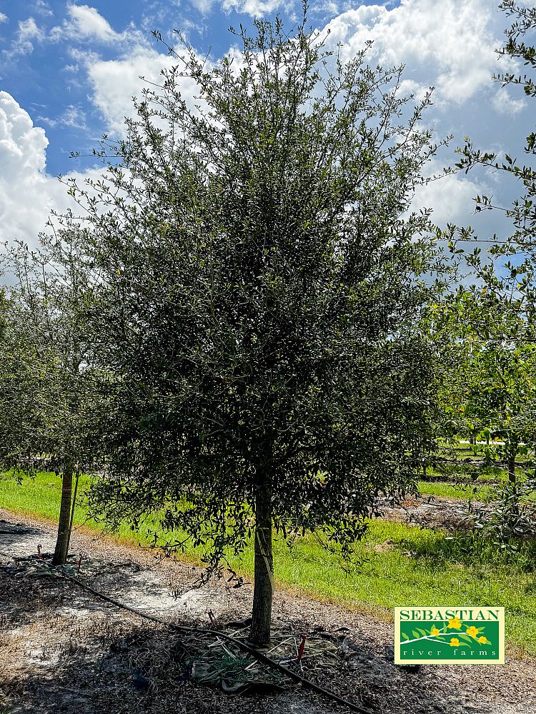 quercus-virginiana-live-oak-southern-oak-tree