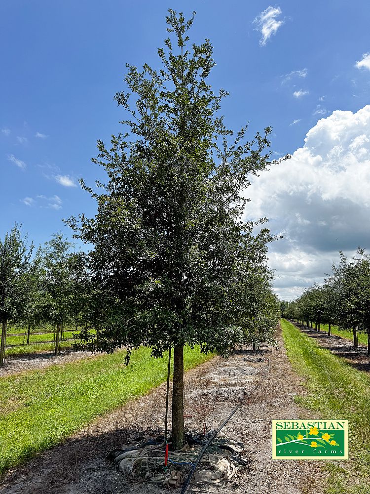 quercus-virginiana-live-oak-southern-oak-tree