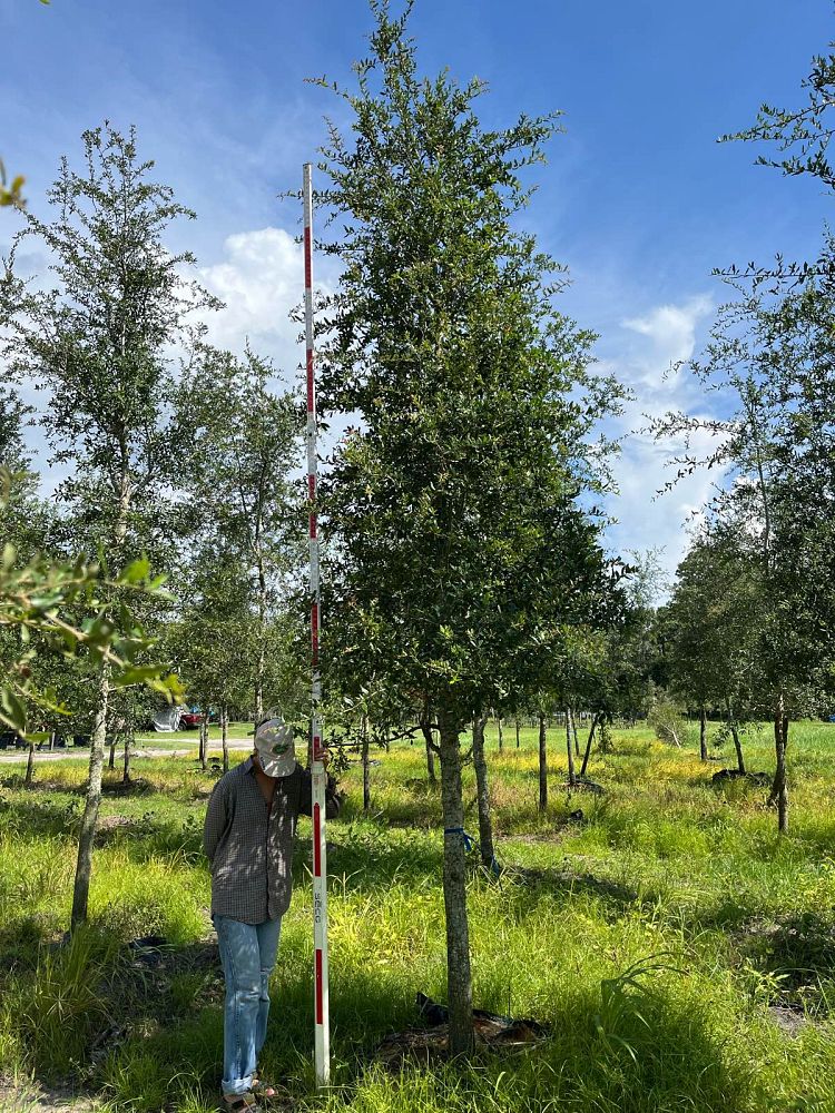 quercus-virginiana-live-oak-southern-oak-tree