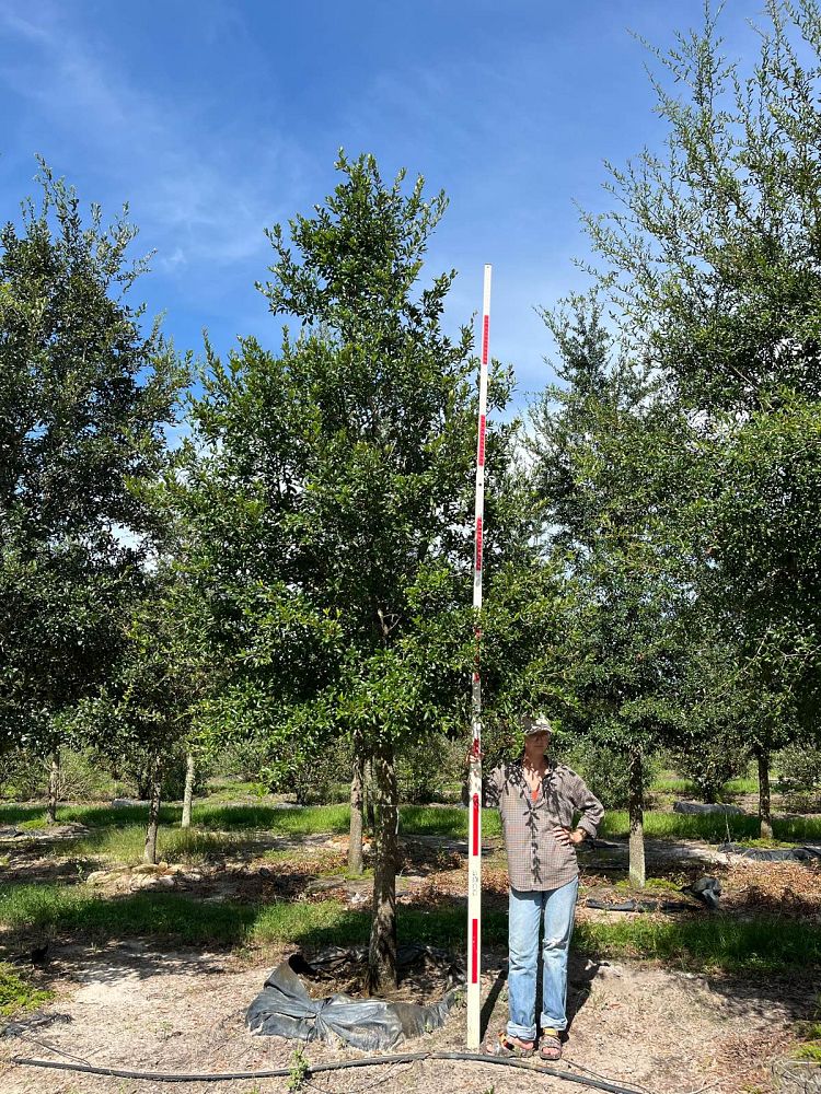 quercus-virginiana-live-oak-southern-oak-tree