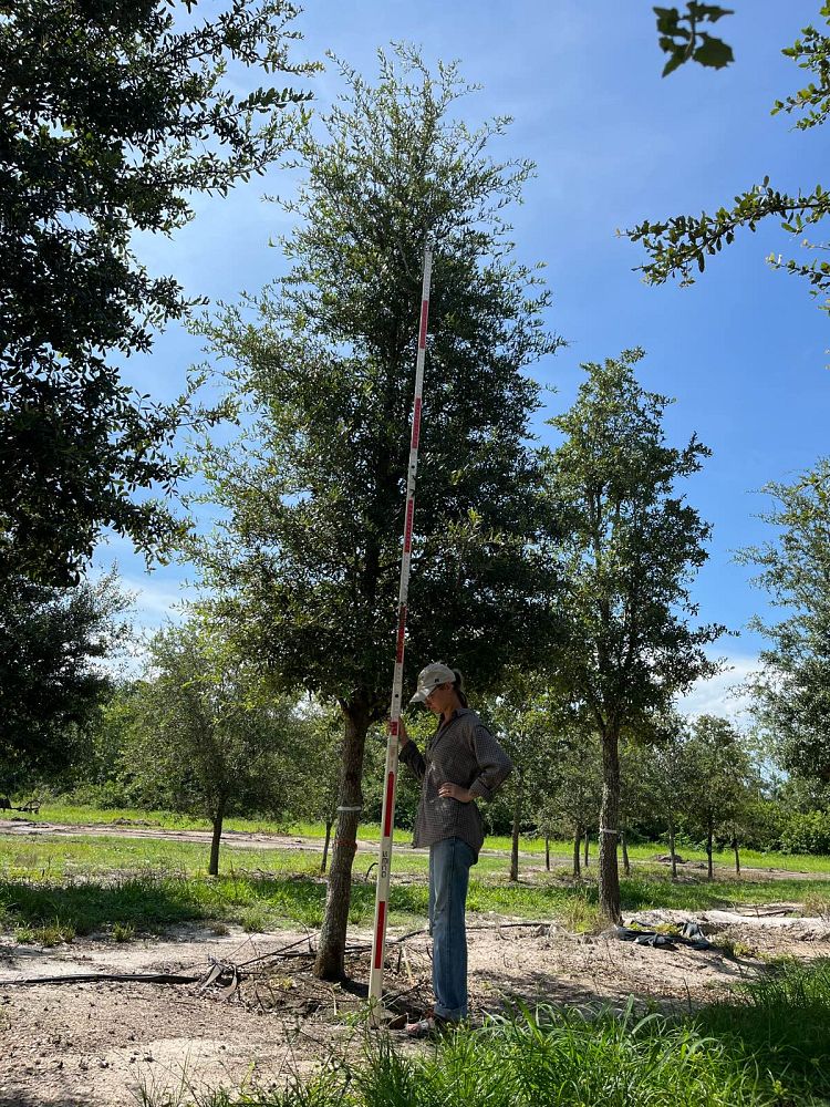 quercus-virginiana-live-oak-southern-oak-tree