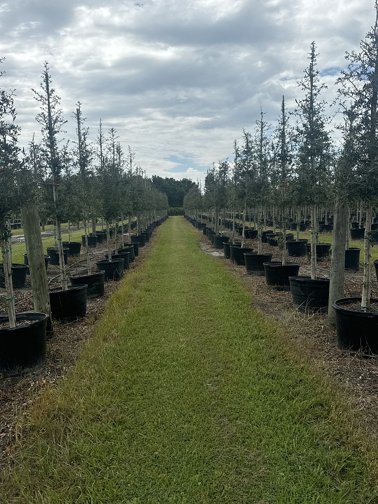 quercus-virginiana-live-oak-southern-oak-tree