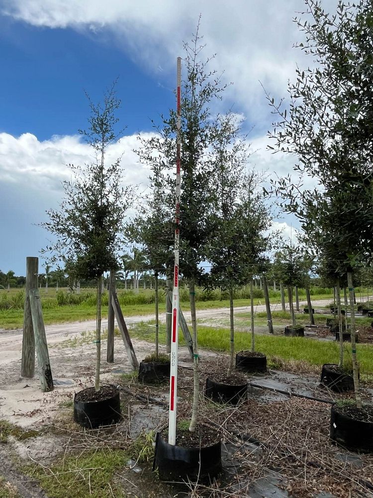 quercus-virginiana-live-oak-southern-oak-tree