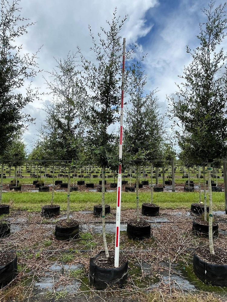 quercus-virginiana-live-oak-southern-oak-tree