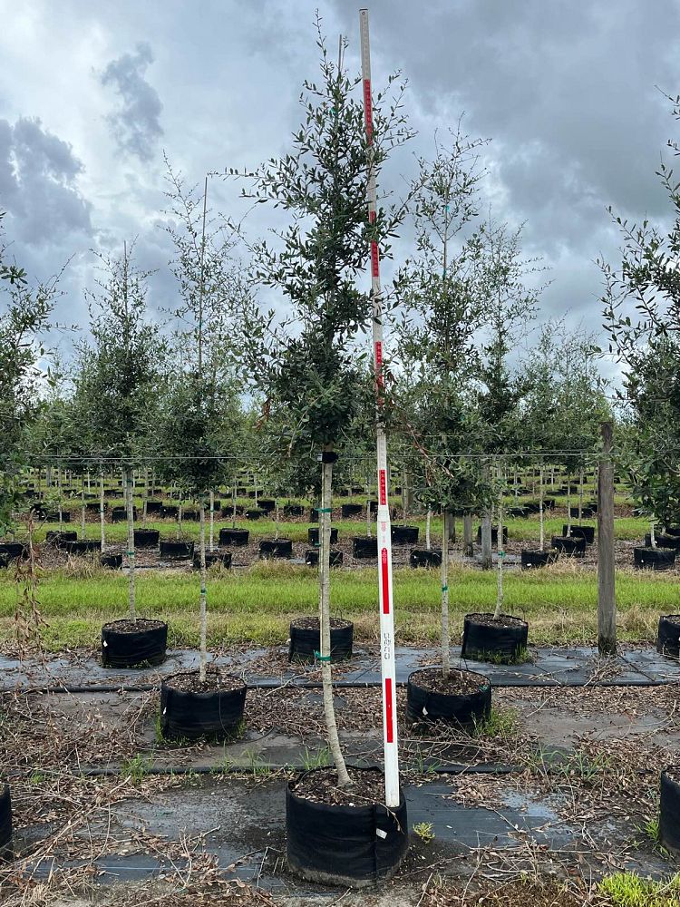 quercus-virginiana-live-oak-southern-oak-tree