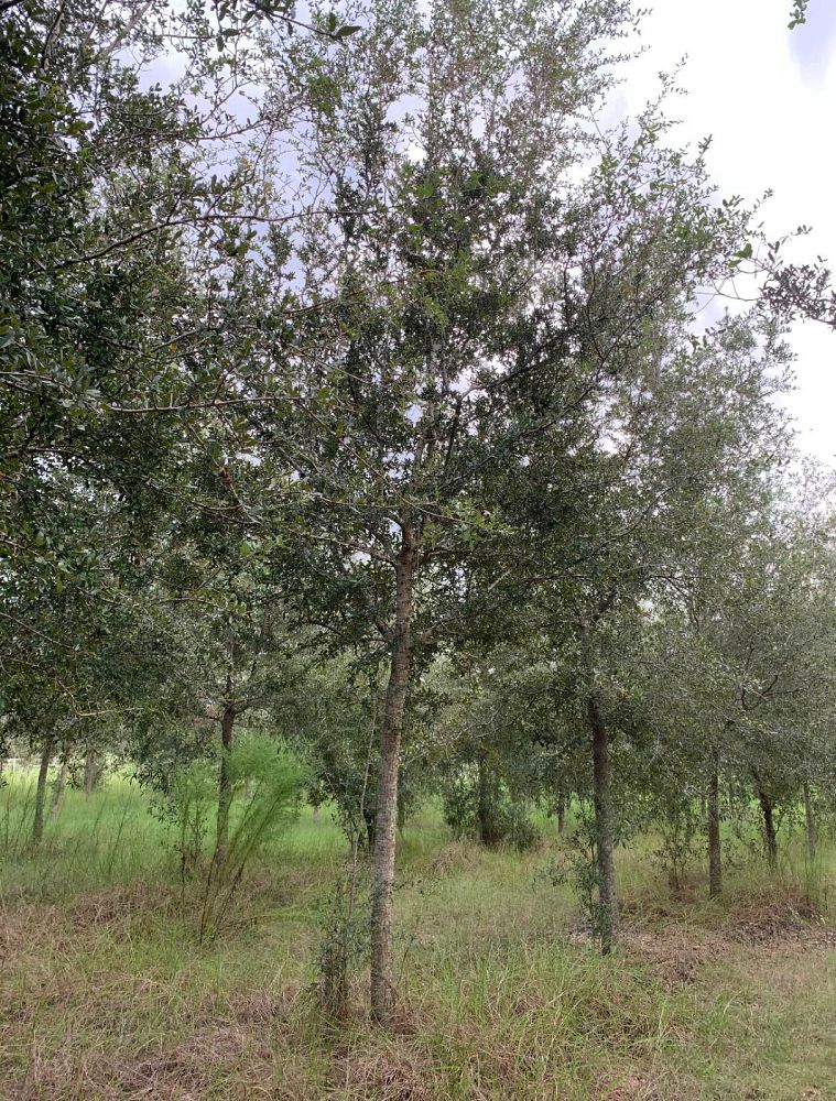 quercus-virginiana-live-oak-southern-oak-tree