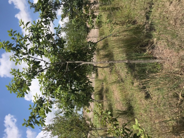 quercus-virginiana-live-oak-southern-oak-tree