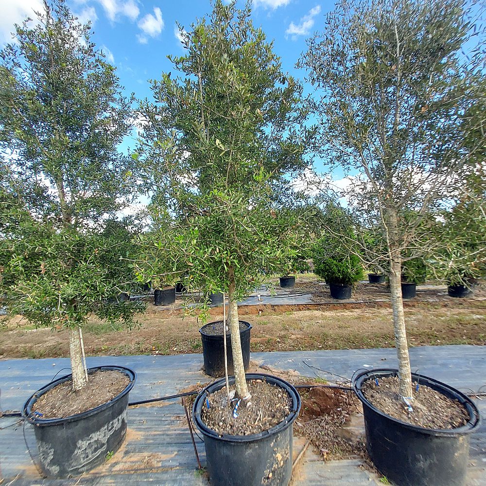 quercus-virginiana-live-oak-southern-oak-tree