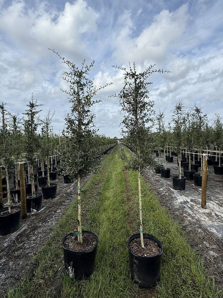 quercus-virginiana-live-oak-southern-oak-tree