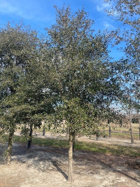 quercus-virginiana-live-oak-southern-oak-tree