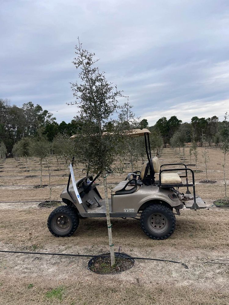 quercus-virginiana-live-oak-southern-oak-tree