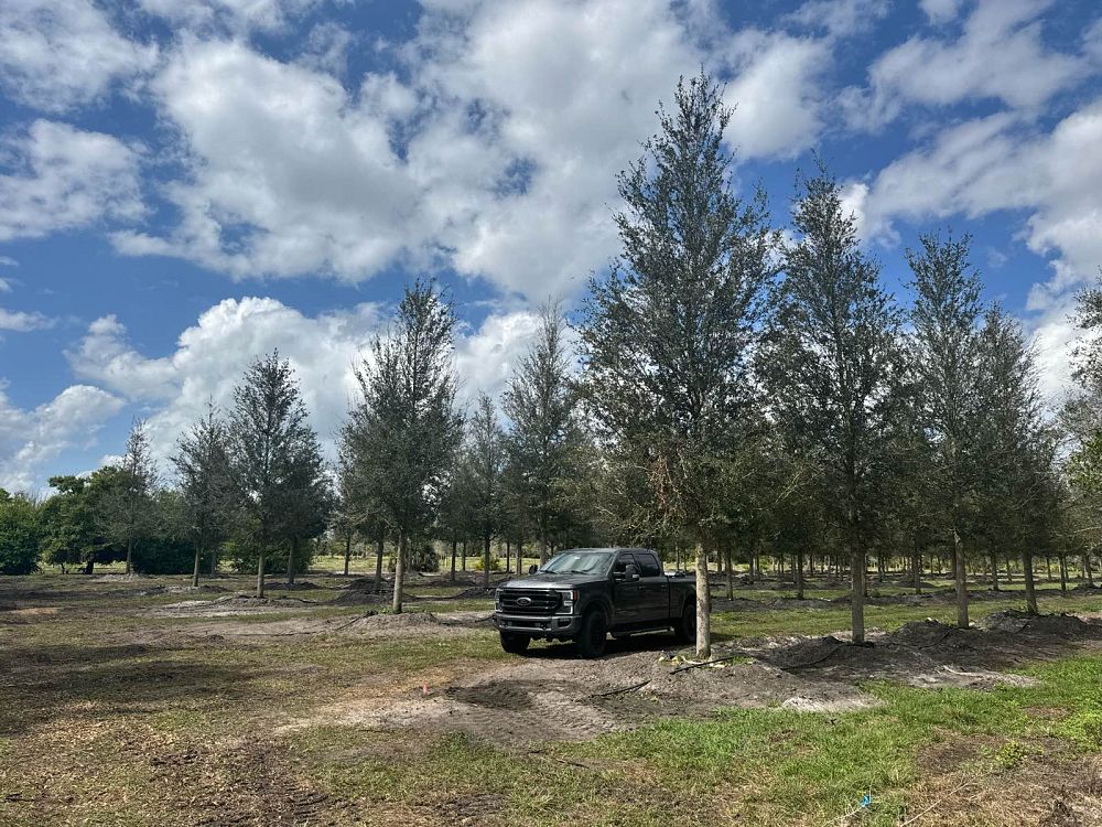 quercus-virginiana-live-oak-southern-oak-tree