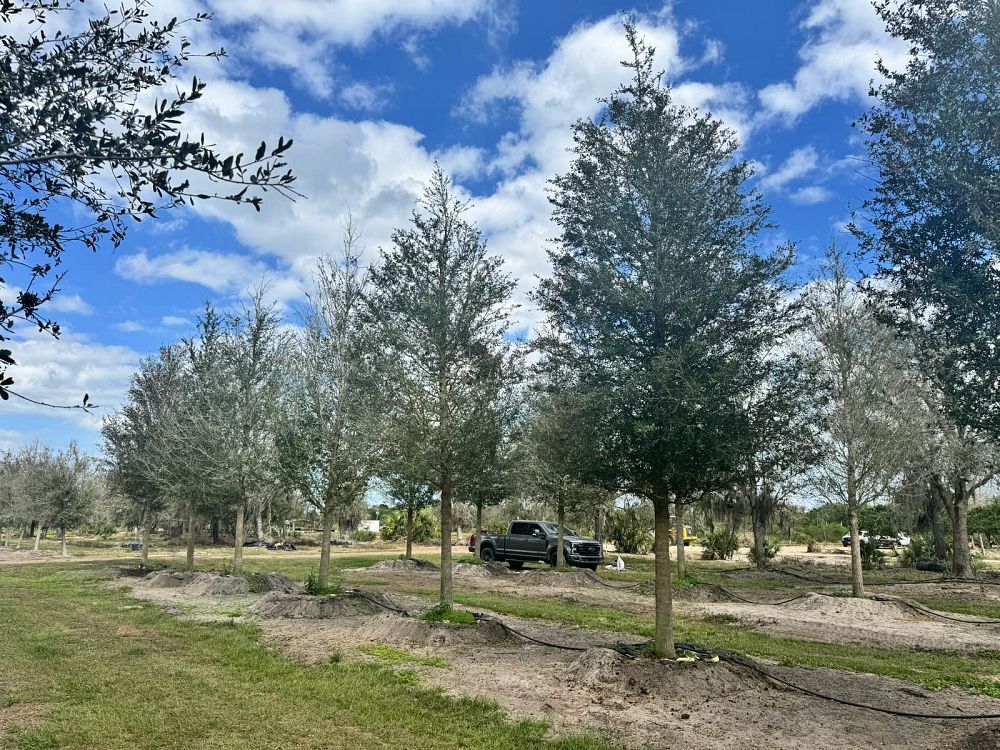 quercus-virginiana-live-oak-southern-oak-tree