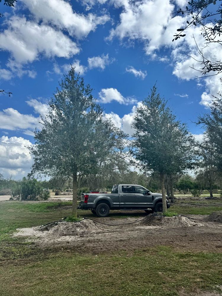 quercus-virginiana-live-oak-southern-oak-tree