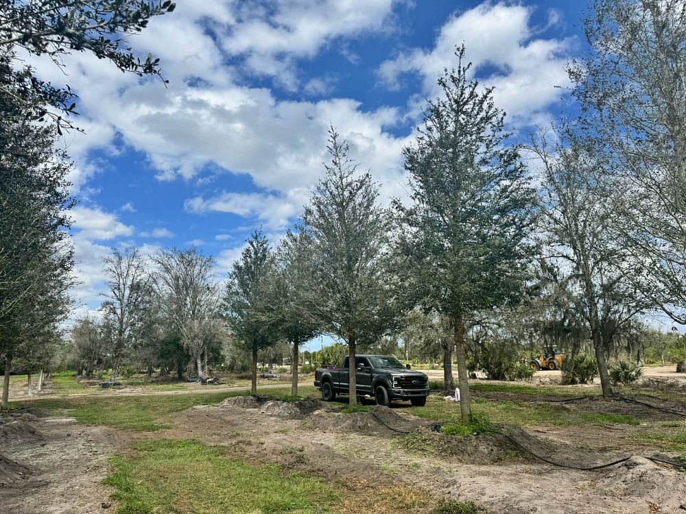 quercus-virginiana-live-oak-southern-oak-tree