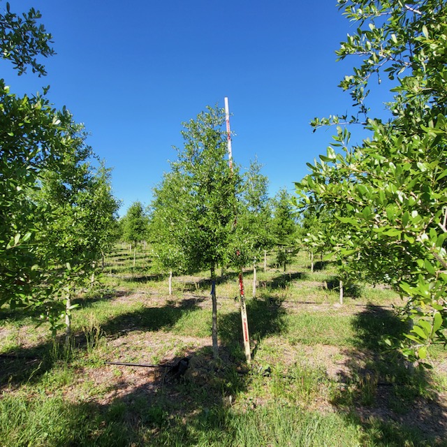 quercus-virginiana-park-side-live-oak-park-side-live-oak