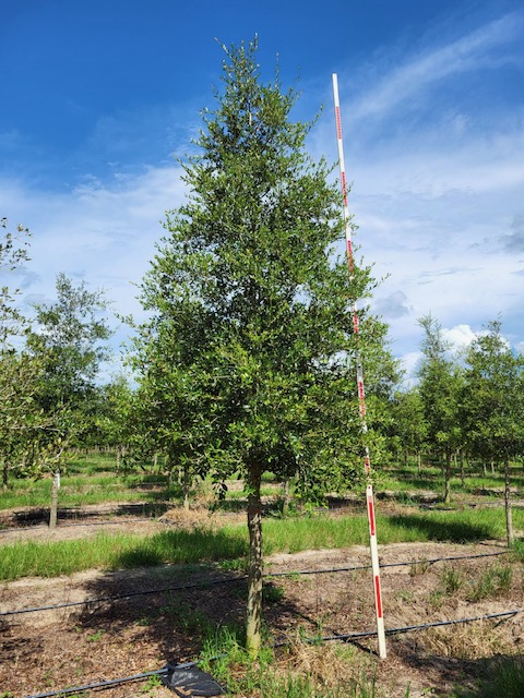 quercus-virginiana-park-side-live-oak-park-side-live-oak