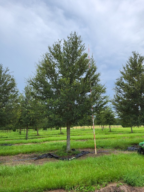 quercus-virginiana-sky-climber-live-oak