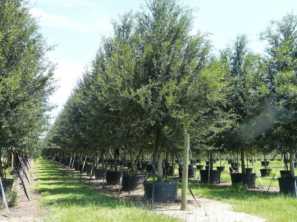 quercus-virginiana-sky-climber-live-oak