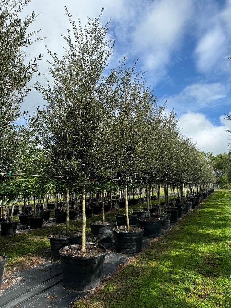 quercus-virginiana-sky-climber-live-oak