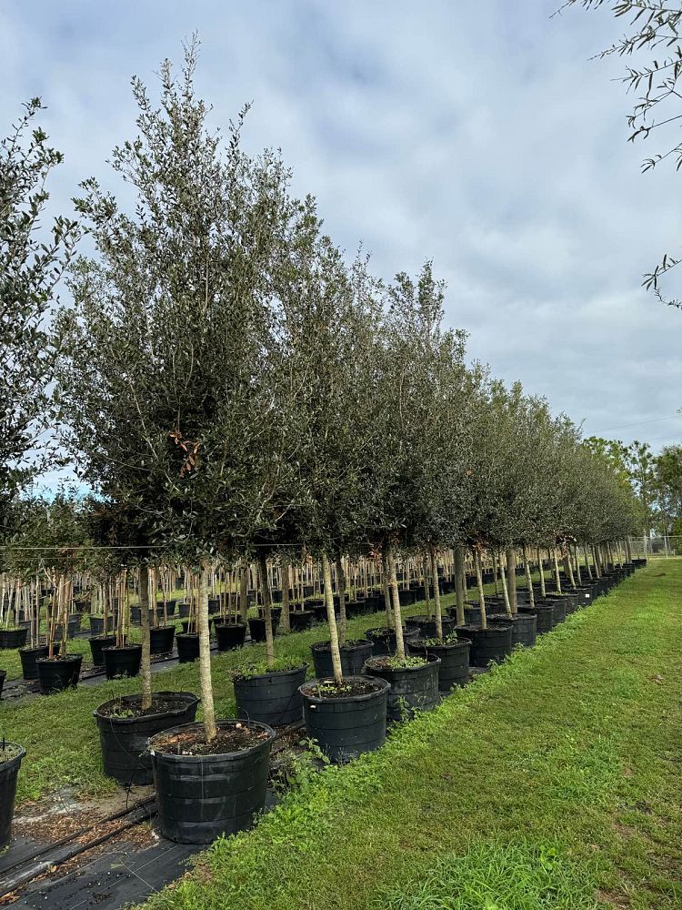 quercus-virginiana-sky-climber-live-oak