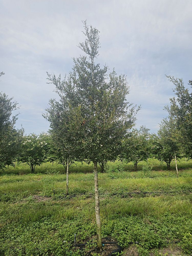 quercus-virginiana-sky-climber-live-oak