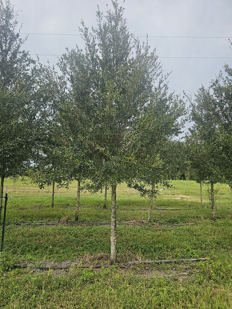 quercus-virginiana-sky-climber-live-oak