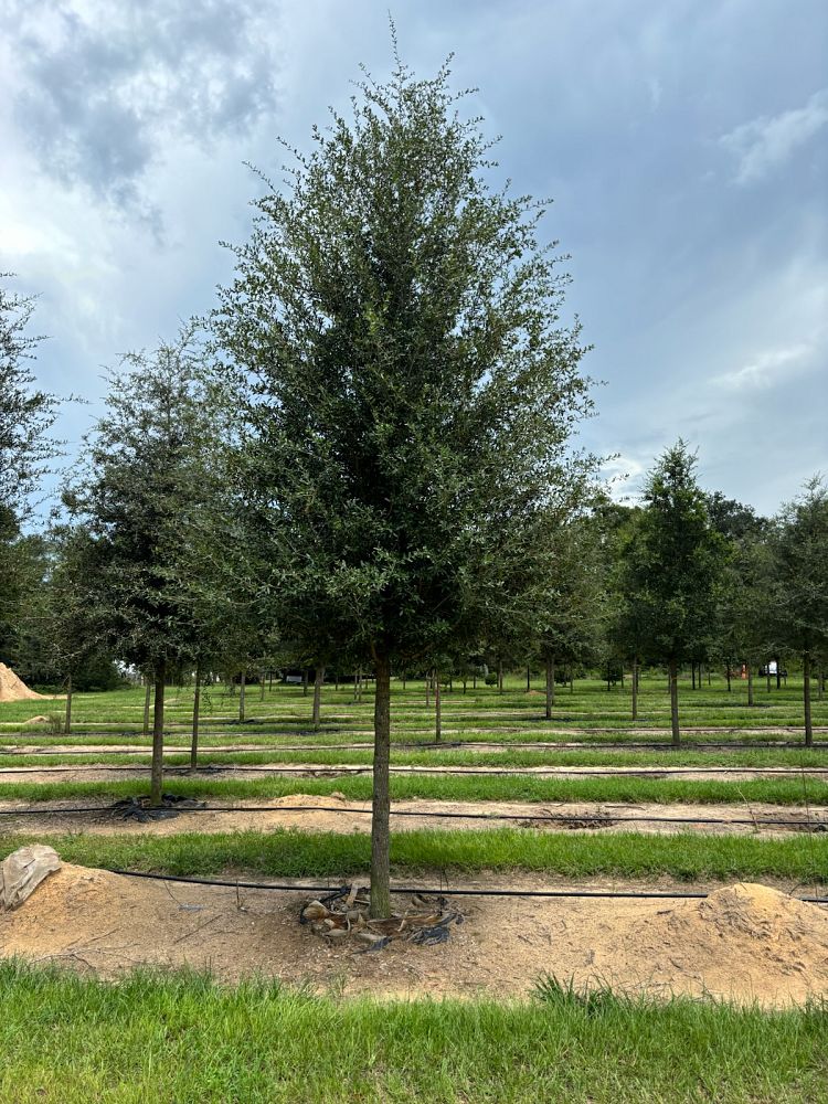 quercus-virginiana-sky-climber-live-oak