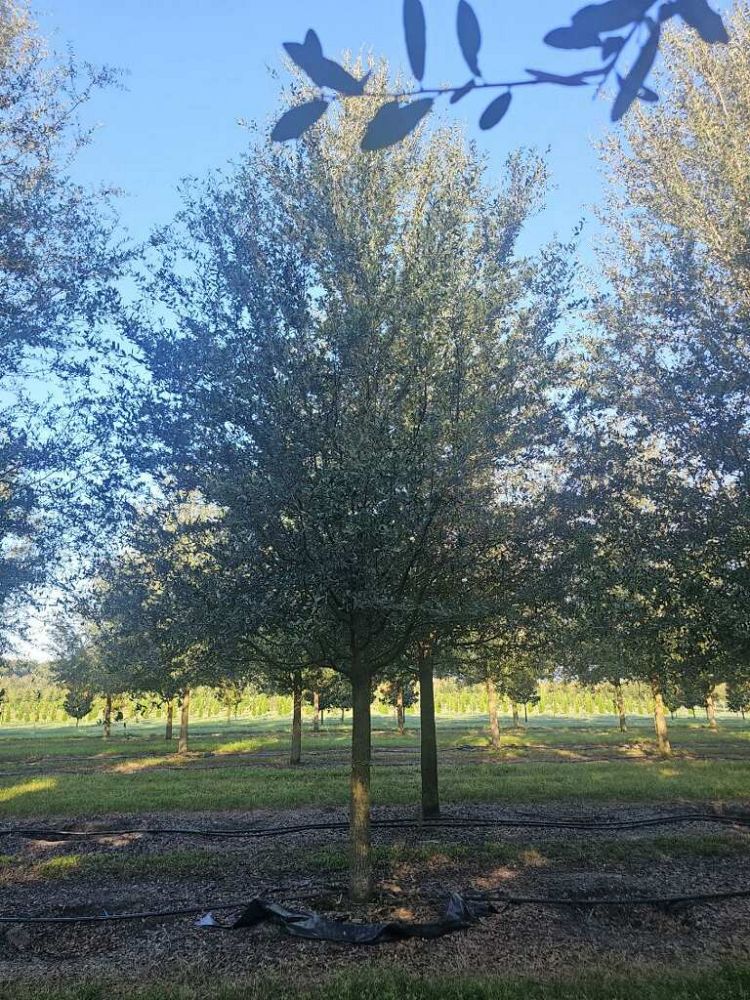 quercus-virginiana-sky-climber-live-oak