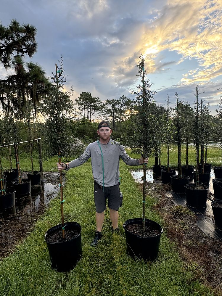 quercus-virginiana-sky-climber-live-oak