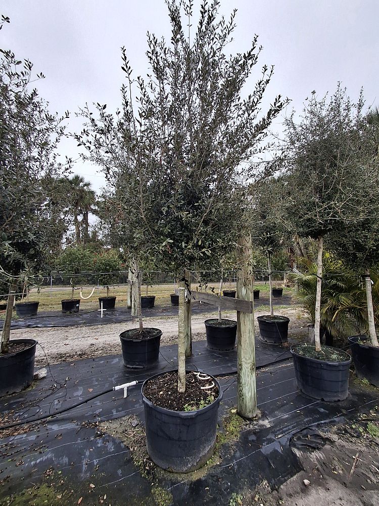 quercus-virginiana-sky-climber-live-oak