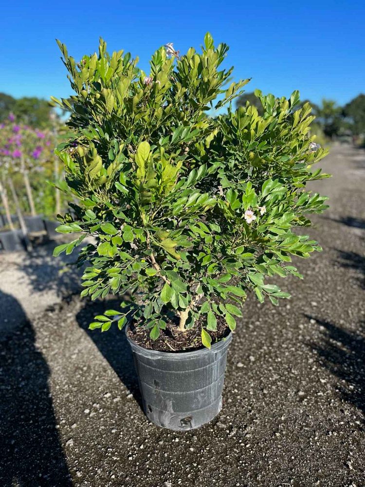 radermachera-kunming-dwarf-tree-jasmine-peep-thong