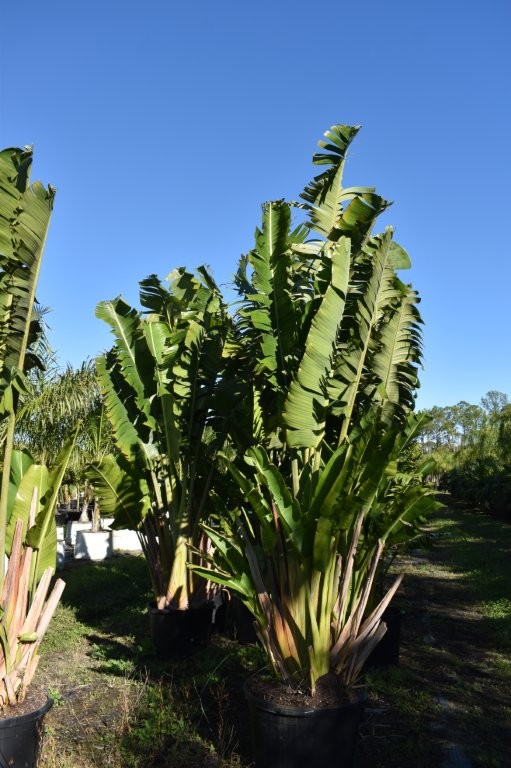 ravenala-madagascariensis-travelers-tree-travelers-palm