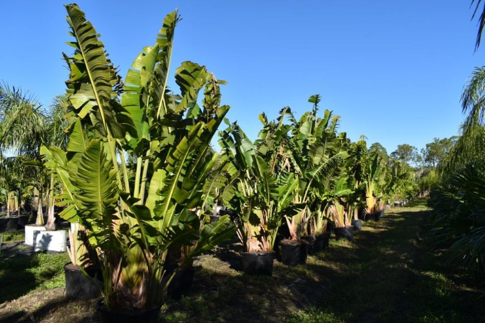 ravenala-madagascariensis-travelers-tree-travelers-palm