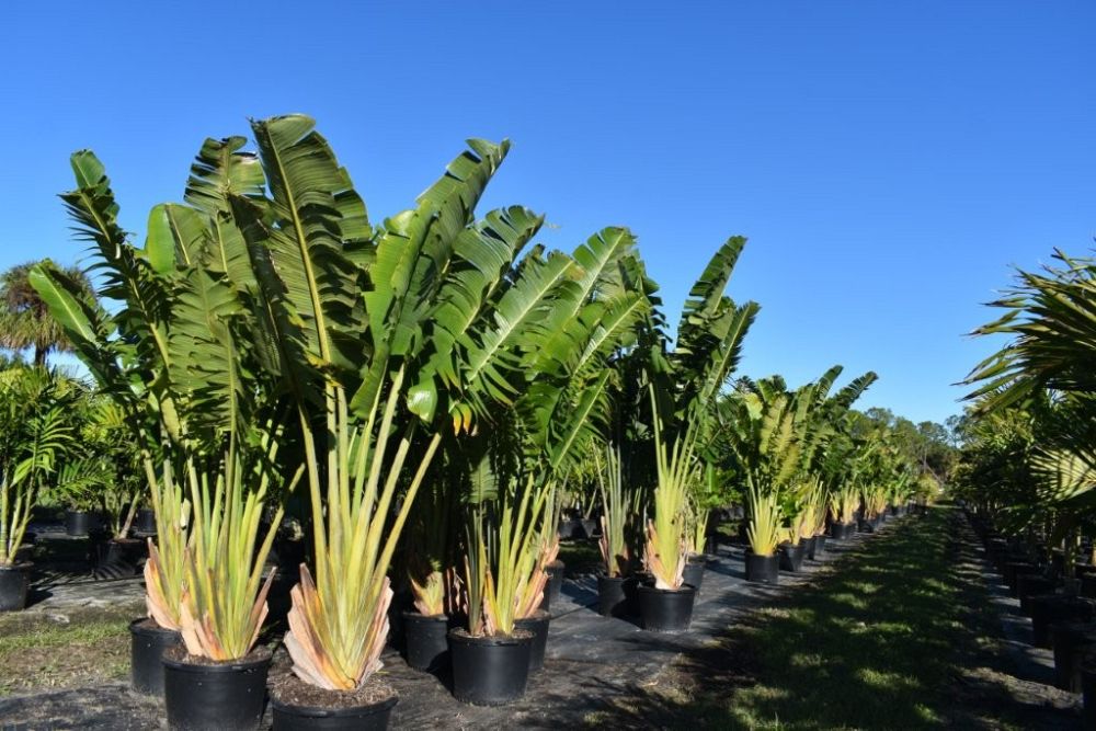 ravenala-madagascariensis-travelers-tree-travelers-palm