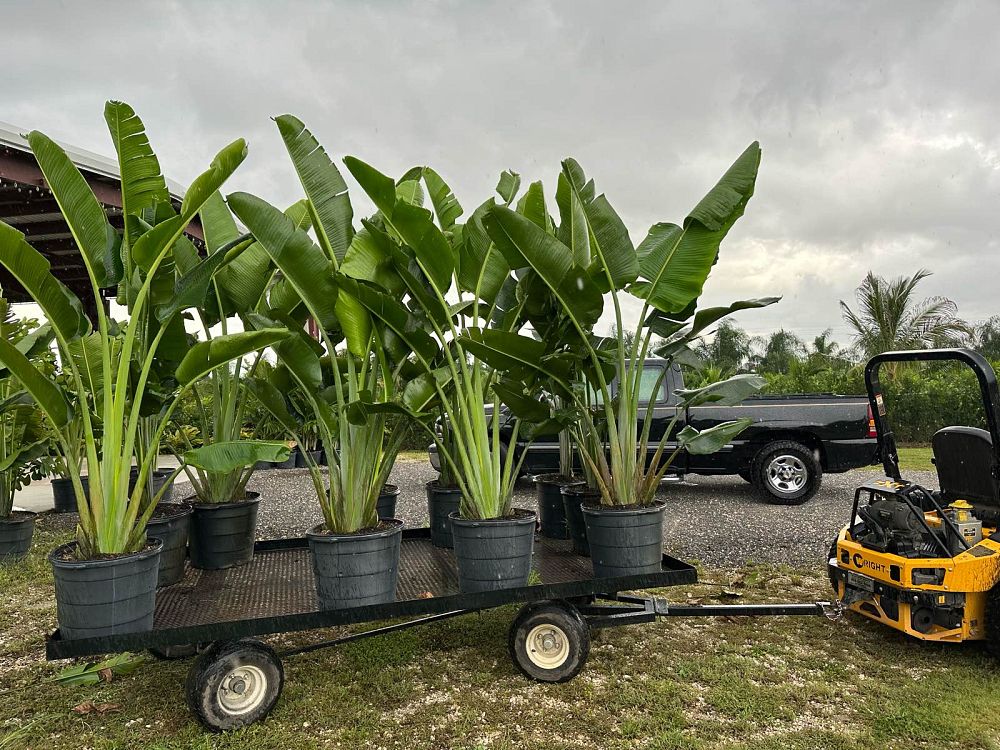 ravenala-madagascariensis-travelers-tree-travelers-palm