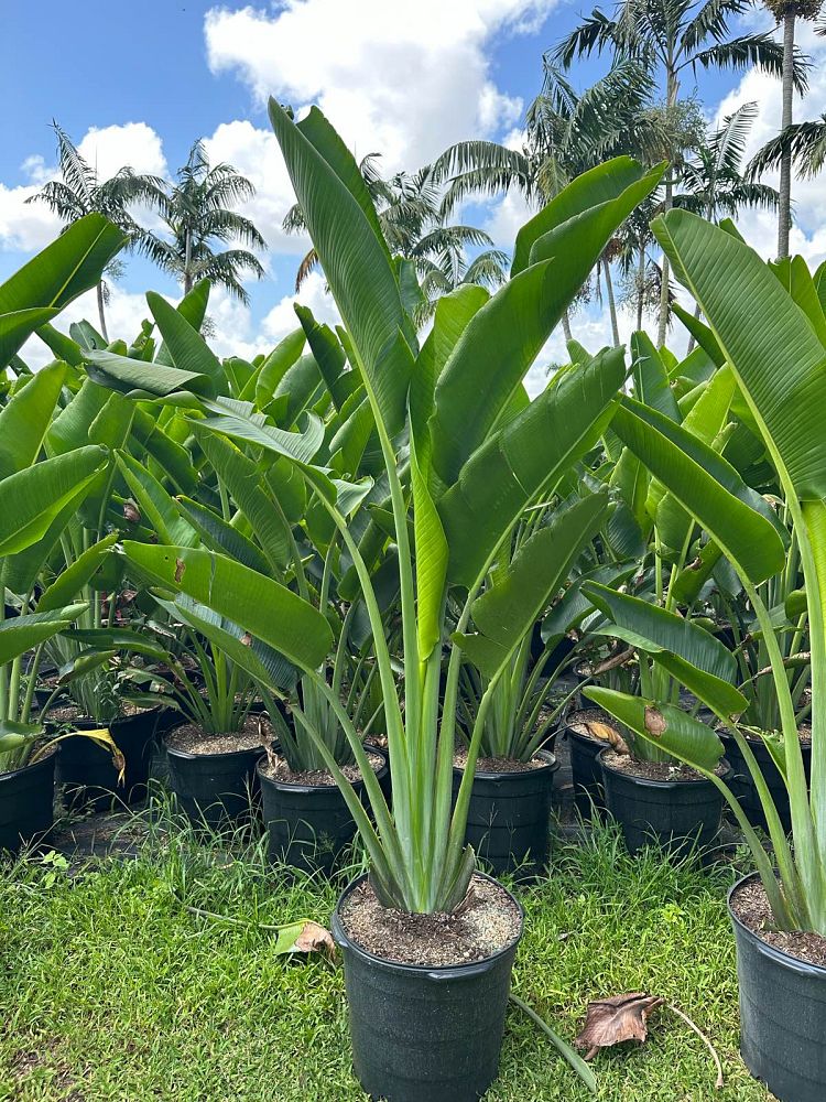 ravenala-madagascariensis-travelers-tree-travelers-palm