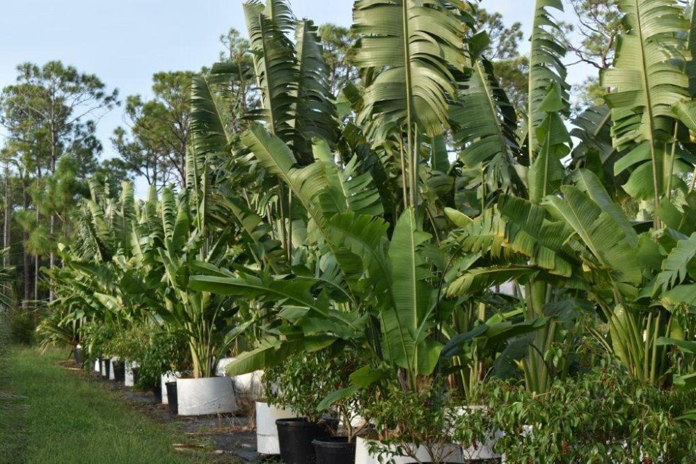 ravenala-madagascariensis-travelers-tree-travelers-palm