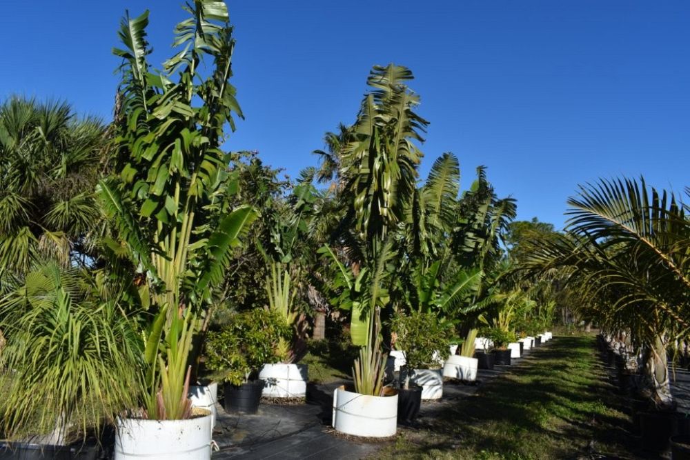 ravenala-madagascariensis-travelers-tree-travelers-palm