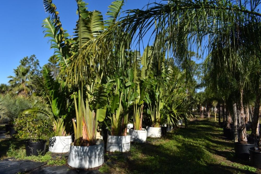 ravenala-madagascariensis-travelers-tree-travelers-palm