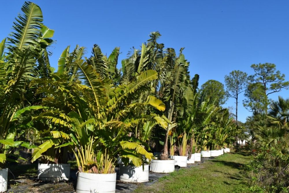 ravenala-madagascariensis-travelers-tree-travelers-palm