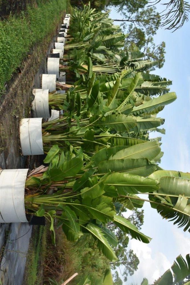 ravenala-madagascariensis-travelers-tree-travelers-palm