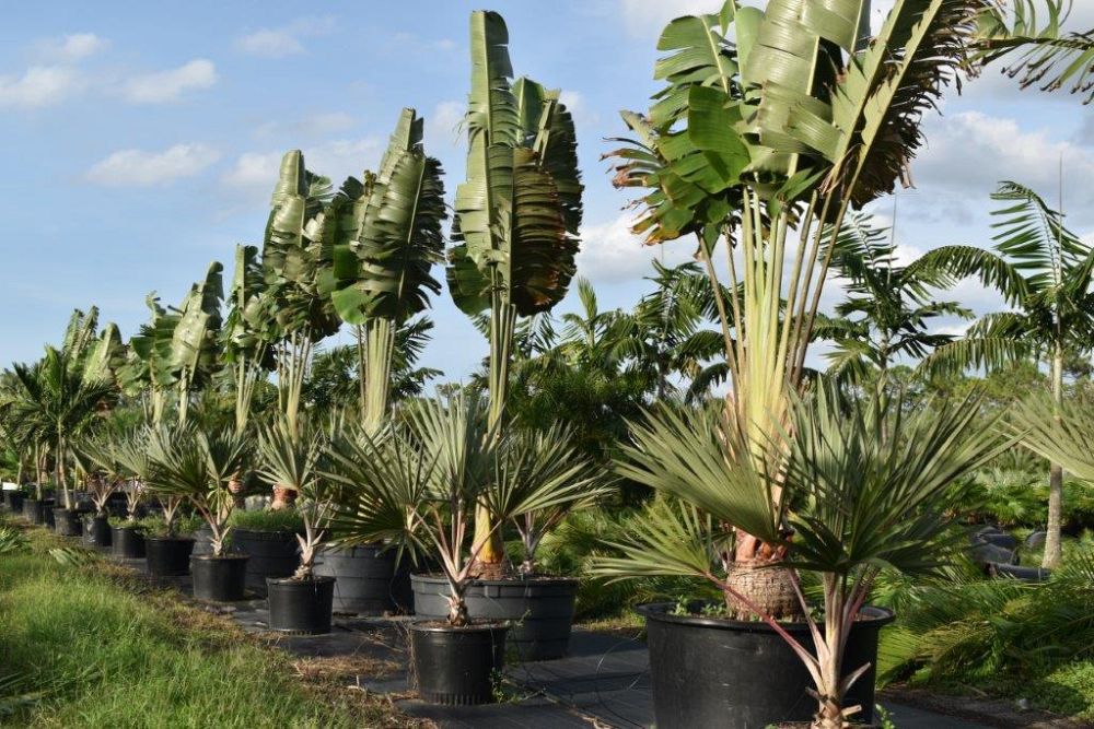 ravenala-madagascariensis-travelers-tree-travelers-palm