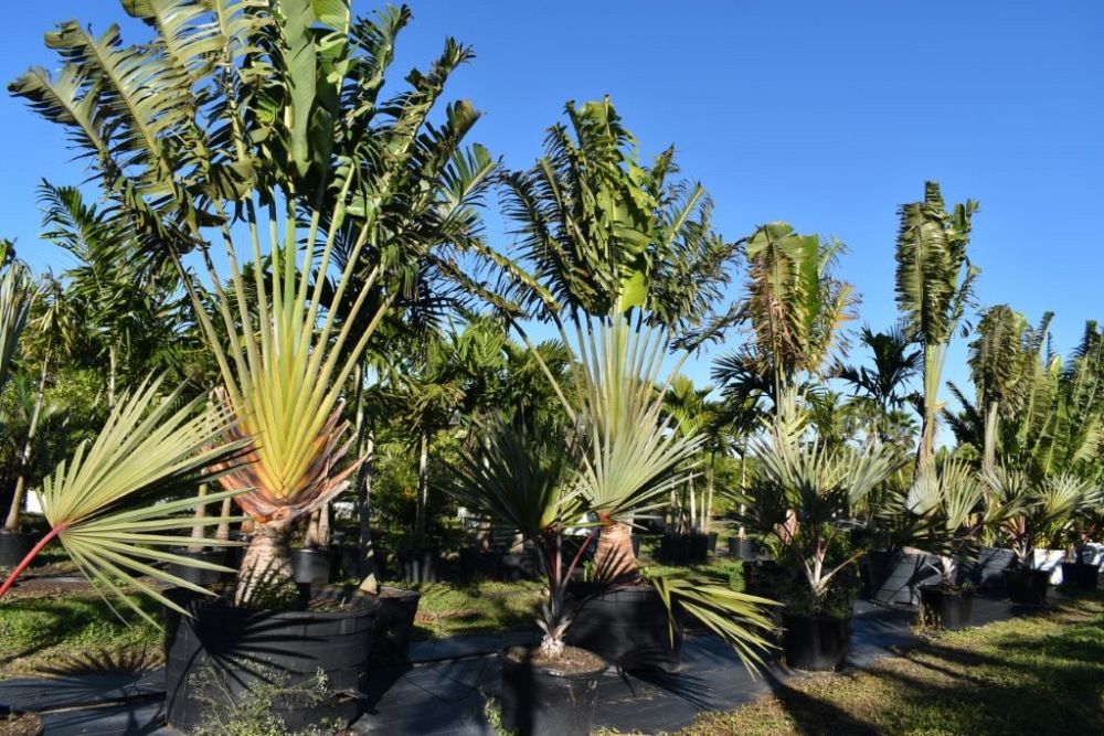 ravenala-madagascariensis-travelers-tree-travelers-palm