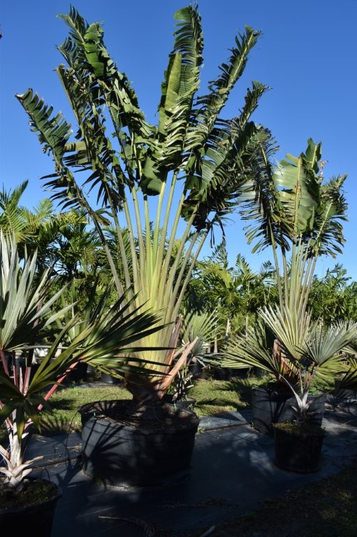 ravenala-madagascariensis-travelers-tree-travelers-palm