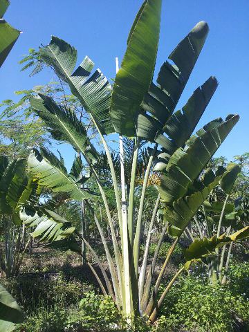 ravenala-madagascariensis-travelers-tree-travelers-palm