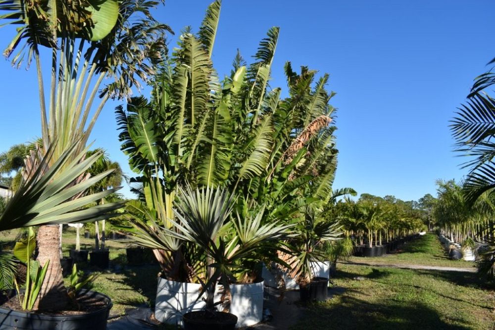 ravenala-madagascariensis-travelers-tree-travelers-palm