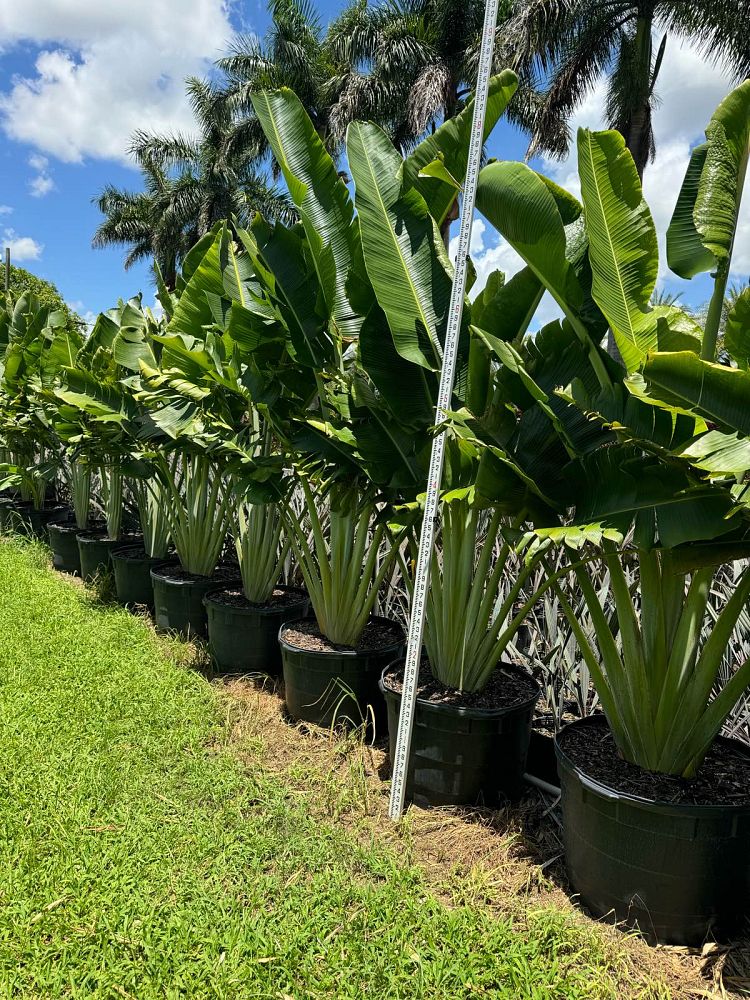 ravenala-madagascariensis-travelers-tree-travelers-palm